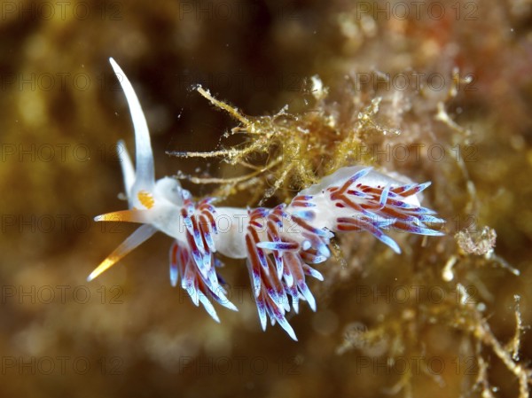 White nudibranch with orange and purple accents, wandering thread snail (Cratena peregrina), in an algae landscape in the Mediterranean Sea near Hyères, dive site Giens Peninsula, Provence Alpes Côte d'Azur, France