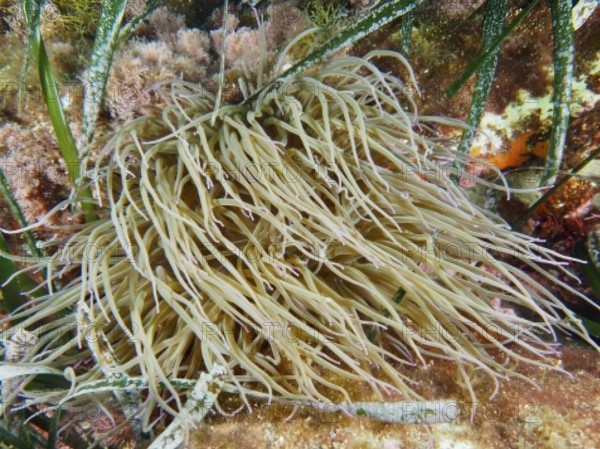 Blonde sea anemone with long tentacles, wax rose (Anemonia sulcata), in the Mediterranean Sea near Hyères, dive site peninsula Giens, Provence Alpes Côte d'Azur, France