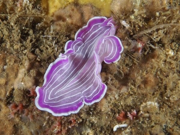 Pink striped flat marine worm, Variable Flatworm (Prostheceraeus giesbrechtii), on the seabed in the Mediterranean Sea near Hyères, dive site Giens Peninsula, Provence Alpes Côte d'Azur, France