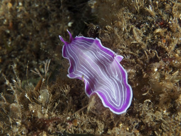 Pink striped marine flatworm, variable flatworm (Prostheceraeus giesbrechtii), on an algae-rich bottom in the Mediterranean Sea near Hyères, dive site Giens Peninsula, Provence Alpes Côte d'Azur, France
