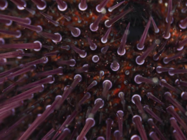 Close-up of a Sphaerechinus granularis (Sphaerechinus granularis) with numerous spines in the Mediterranean Sea near Hyères, dive site Giens Peninsula, Provence Alpes Côte d'Azur, France