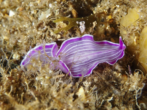 Purple striped marine flatworm, variable flatworm (Prostheceraeus giesbrechtii), on the seabed between algae in the Mediterranean Sea near Hyères, dive site peninsula Giens, Provence Alpes Côte d'Azur, France