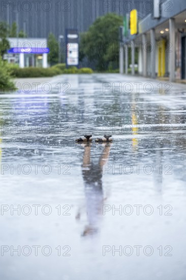 Reflection in the rain, Unterallgäu, Bavaria