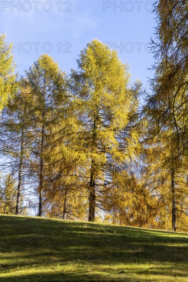 Autumnal larches in bright colours, Salten, Vinschgau, Italy