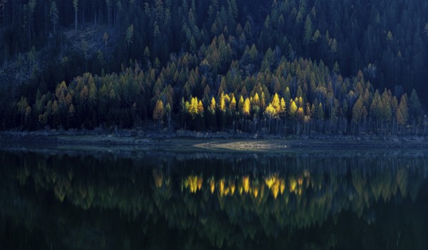Autumnal larches in bright colours, Lake Zufrittsee, Val Martello, Val Venosta, Italy