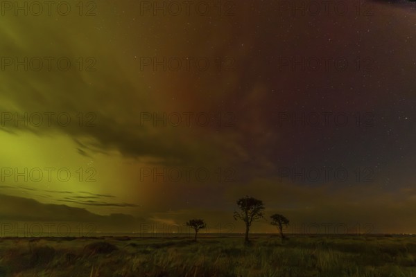 Northern lights with three trees at the North Sea, Munkmarsch, Sylt, Schleswig-Holstein