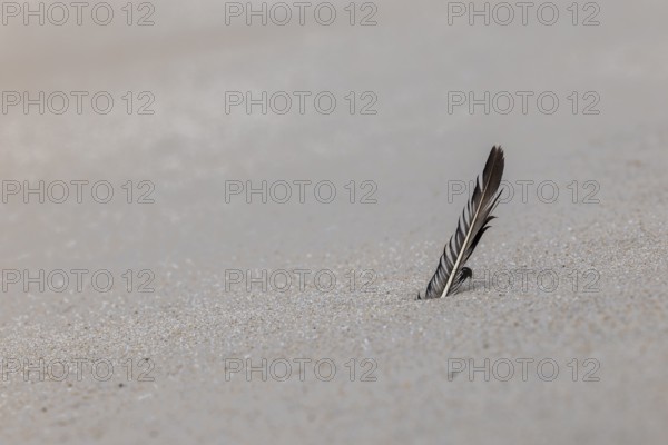 Feather on the beach, Wennigstedt-Braderup, North Sea, Sylt, Schleswig-Holstein