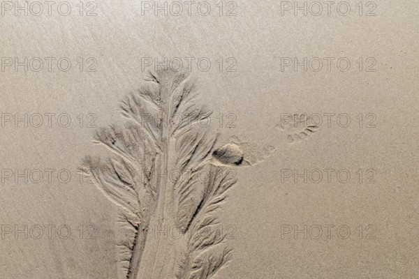 Water marks in the beach, elbow, North Sea, List, Schleswig-Holstein