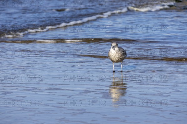 Seagull reflected in the sea, North Sea, Westerland, Sylt, Schleswig-Holstein