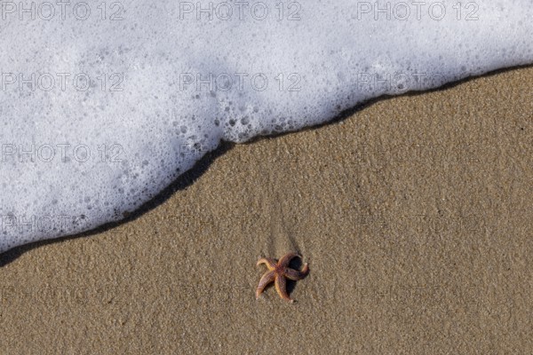 Starfish on the beach, Wenningstedt-Braderup, North Sea, Schleswig-Holstein