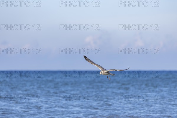 Seagull in flight by the sea, North Sea, Westerland, Sylt, Schleswig-Holstein