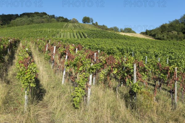 Sunny vineyard with vines on a hill and bright sky in the background, infested with diseases, near Korb near Stuttgart, Baden-Württemberg, Germany