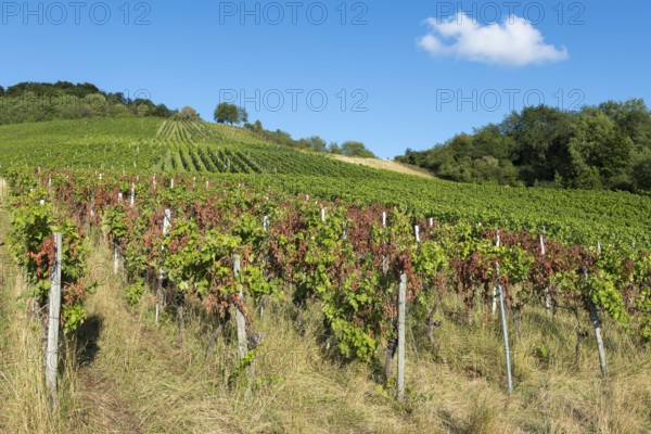 Lush green vines on a sunny slope with a clear blue sky and few clouds, infested with diseases, near Korb near Stuttgart, Baden-Württemberg, Germany