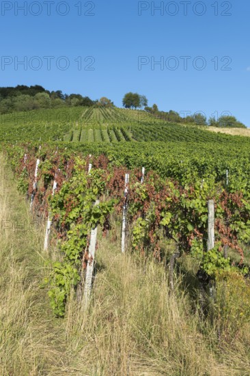 A sunny vineyard on a hill with green and partly red vines under a clear blue sky, infested with diseases, near Korb near Stuttgart, Baden-Württemberg, Germany