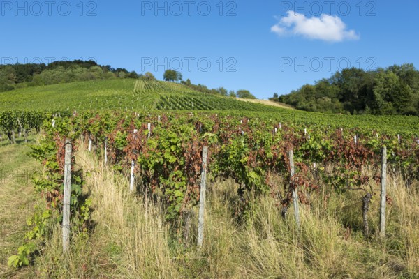 Rows of vines on a sunny hill under a bright blue sky, infested with disease, near Korb near Stuttgart, Baden-Württemberg, Germany