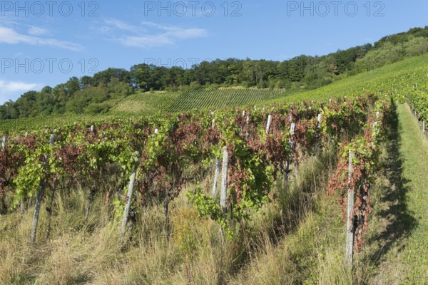 A disease-infested vineyard stretches over hills with a blue sky in the background, near Korb near Stuttgart, Baden-Württemberg, Germany