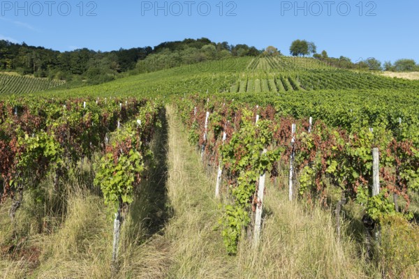 Vineyard with green and partly red vines on a sunny slope under a clear sky, infested with diseases, near Korb near Stuttgart, Baden-Württemberg, Germany