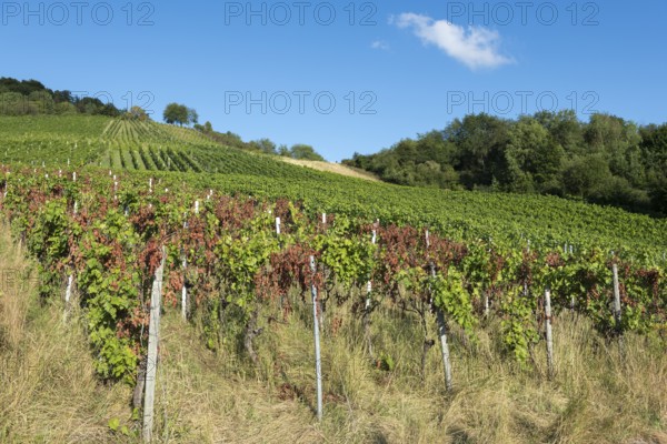 Vines stretch up the hill, lined with trees, under a clear sky, infested with disease, near Korb near Stuttgart, Baden-Württemberg, Germany