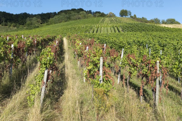 Sunny vineyard with green and partly red vines, extends over an overgrown hill, infested with diseases, near Korb near Stuttgart, Baden-Württemberg, Germany