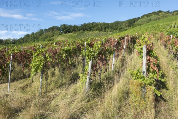 A vineyard full of vines surrounded by grass with a forest in the background, infested with diseases, near Korb near Stuttgart, Baden-Württemberg, Germany