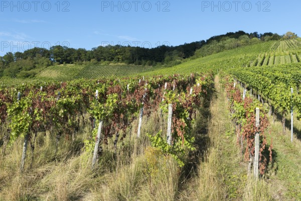 Hilly vineyard with green vines under a clear sky, showing an idyllic landscape, infested with diseases, near Korb near Stuttgart, Baden-Württemberg, Germany