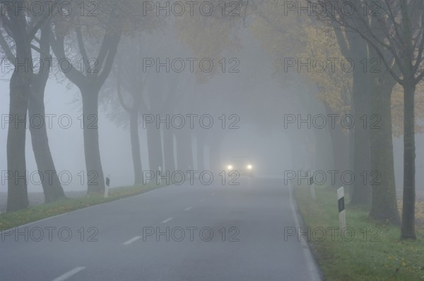 Car driving with good lighting in avenue of maple trees, dense morning fog, poor visibility, Niederding, Upper Bavaria, Bavaria, Germany