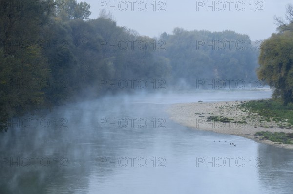 River Isar in the morning mist shortly in front of sunrise, ducks swimming in the water in front of a gravel bank, twilight, blue hour, nature reserve Isarauen near Marzling, Freising, Upper Bavaria, Bavaria, Germany