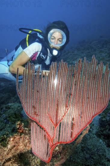 Diver looking at illuminated red comb coral (Ctenocella pectinata), Andaman Sea, Indian Ocean, Similan Islands, Thailand