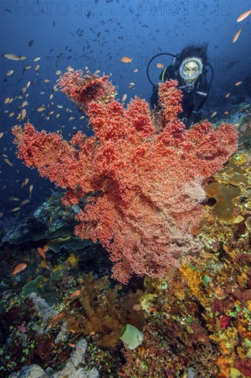 Diver looking at giant knotted fan (Melithaea ochracea) in colourful vibrant intact tropical coral reef, Pacific Ocean, Flores, Indonesia