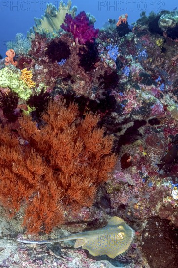 Black coral (Antipathes dichotoma) growing at the foot of a colourful coral block, blue spotted stingray (Taeniura lymma) at the bottom of the picture Stingray, Pacific, Halmahera, Moluccas, Indonesia