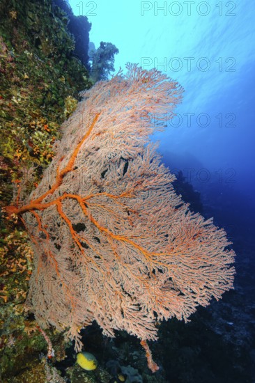 Horn coral (Melithaea) with red branches grows in current filters feeds on plankton, Andaman Sea, Indian Ocean, Koh Tachai Island, Thailand