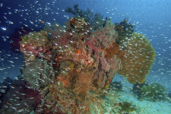 Colourful intact coral reef in front large coloured coral block with different species of horn corals in front (Melithaea) on the right in the background (Annella mollis), Parambassis ranga (Parapriacanthus guentheri) scattered throughout the picture, Andaman Sea, Indian Ocean, Anita's Reef, Similan Island No. 5, Similan Islands, Thailand