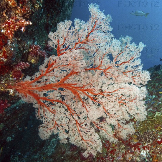 Horn coral (Melithaea) with red branches grows in current filters feeds on plankton, Andaman Sea, Indian Ocean, Koh Tachai Island, Thailand