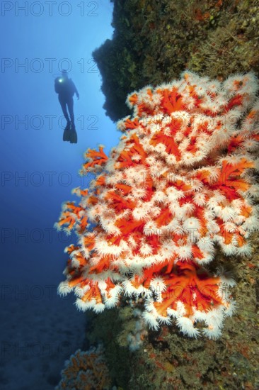Diver looking at illuminated colony of Tree coral (Dendrophyllia ramea) growing on cliff face of prehistoric lava reef, East Atlantic, Fuerteventura, Canary Islands, Spain