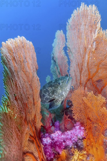 Fan coral (Annella mollis) between Camouflage grouper (Epinephelus polyphekadion), Andaman Sea, Indian Ocean, Sharkpoint, Phuket, Thailand