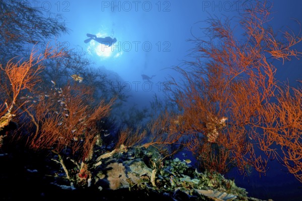 Backlit photograph of Black coral (Antipathes dichotoma), above diver swimming in front of sun in blue sea water, Red Sea, Aqaba, Jordan
