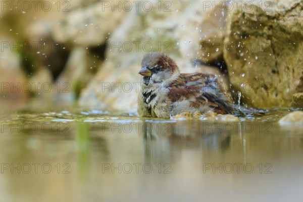 House sparrow (Passer domesticus), bathing in water with splashing water near stones, France