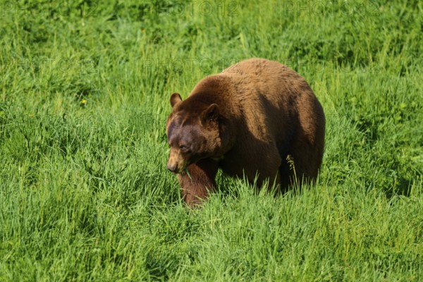 American Black Bear (Ursus americanus), bending low in the grass, surrounded by lush vegetation, France