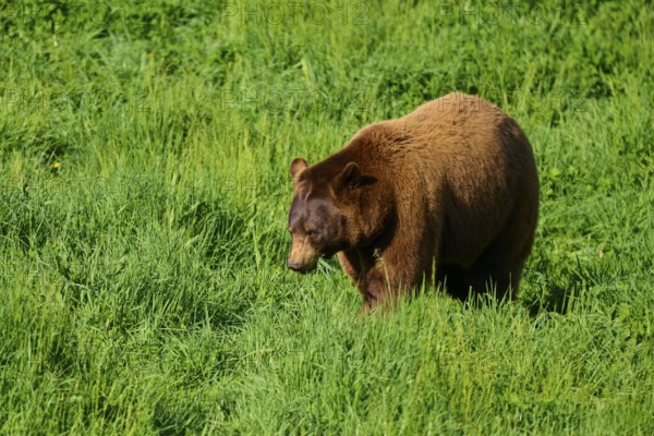 American Black Bear (Ursus americanus), walking slowly through the tall grass of the green meadow, France