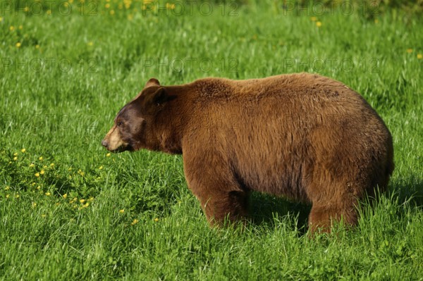American Black Bear (Ursus americanus), in natural surroundings on a green meadow in fine weather, France