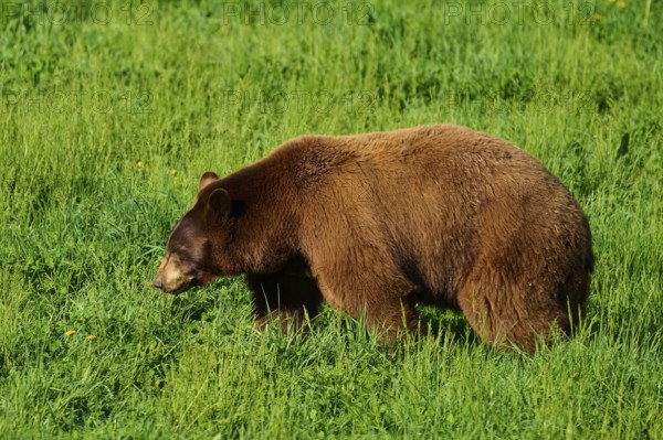 American Black Bear (Ursus americanus), slowly roaming the green meadow, in harmony with nature, France