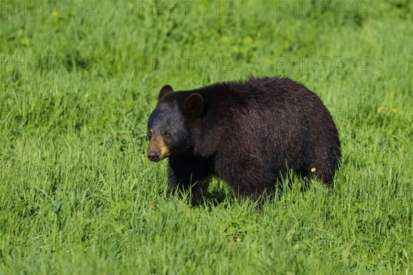 American Black Bear (Ursus americanus), in the meadow, surrounded by green grass in a natural environment, France