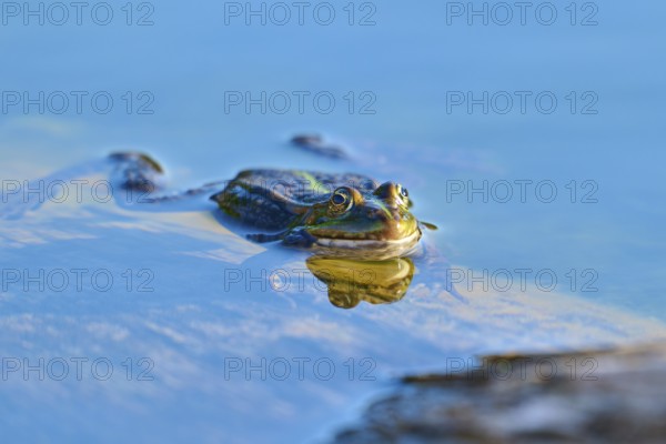 European Common Frog (Rana temporaria), swimming calmly in the clear blue water of a pond, France