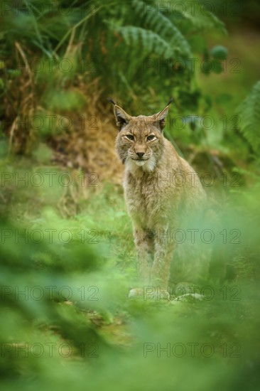 Lynx, sitting attentively between green leaves in the forest, summer, Germany