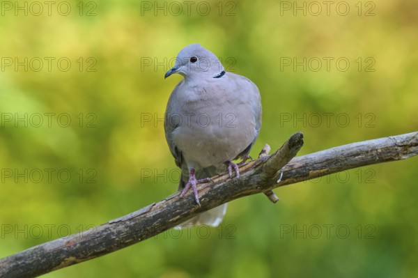 Eurasian collared dove (Streptopelia decaocto), resting on a branch against a blurred background, France