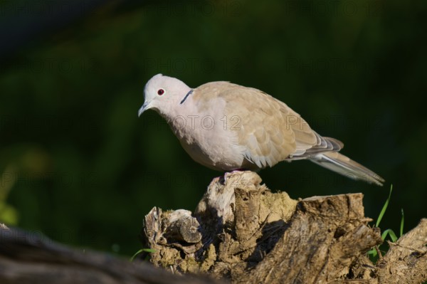 Eurasian collared dove (Streptopelia decaocto), on a piece of wood, with soft brown plumage, in a natural environment, France