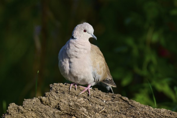 Eurasian collared dove (Streptopelia decaocto), on a natural background with soft brown plumage and dark background, France