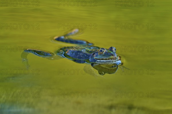 European Common Frog (Rana temporaria), swimming in clear green water, with visible natural details and reflections, France