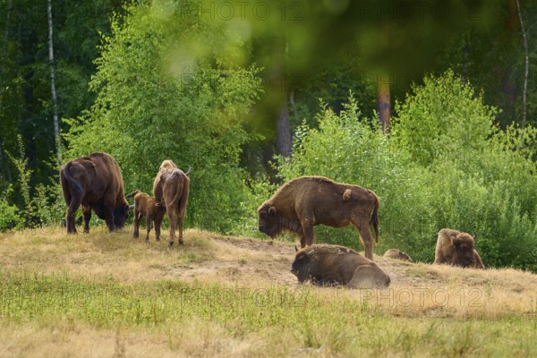 Bison (Bison bonasus), herd of bison with young animals grazing in front of a forest, summer, Hesse, Germany