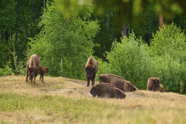 Bison (Bison bonasus), herd of bison with young animals in a meadow in front of a dense forest, quiet atmosphere in summer, Hesse, Germany